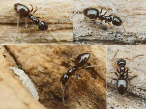 Réf. 199 528 : Plagiolepis pygmaea